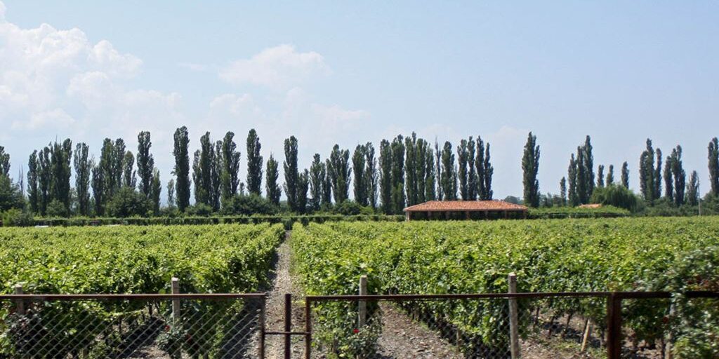 81D2CF7F-B857-4ACD-BFAC-A92424502E1F_cx0_cy7_cw0_mw1024_mh1024_s